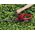 Cordless hedge trimmer EINHELL GC-CH 1846 Li, 18 V, 2.5 Ah, 52 cm