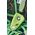 Przyrząd ohm ii-oasis EDELRID