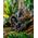 Exo Terra Exo Terra Tiki Terrarium διακόσμηση, L, 31 x 19 x 36 cm 8038682 15561231572