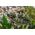Exo Terra Floating Island - Turtle, 23 x 14 x 5 cm 12313681 15561230681