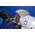 Δίσκος ακονίσματος Universal Pferd PFERD BW 15020-32 AN24