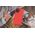 Nillkin Etui Nillkin Super Shield Pro Apple iPhone 14 Plus czerwony