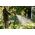 Λάστιχο ποτίσματος FISKARS X-series, 1/2", 13 mm, 50 m