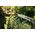 Λάστιχο ποτίσματος FISKARS X-series, 1/2", 13 mm, 25 m