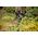 Λάστιχο ποτίσματος FISKARS X-series, 1/2", 13 mm, 25 m