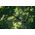 Λάστιχο ποτίσματος FISKARS X-series, 3/4", 19 mm, 25 m
