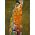 Bluebird Puzzle Puzzle 1000 Nadzieja, Gustav Klimt 1908
