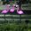 Aptel 3 Solarne lampy ogrodowe LED Flamingi IP65 (ZD50K)