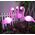 Aptel 3 Solarne lampy ogrodowe LED Flamingi IP65 (ZD50K)