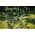 Watering hose FISKARS X-series, 3/4", 19 mm, 50 m