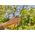 Secateurs GARDENA SuperCut Flex, 24 mm