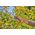 Secateurs GARDENA SuperCut Flex, 24 mm