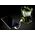 Goal Zero Goal Zero GoalZero Laterne Lighthouse Mini 210 CORE, 3200 mAh, Lithium-Ion (Li-Ion), 3.63 V, 5 W, Black, Lime