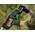 Bosch Bosch cordless grass trimmer Advanced Brushcut 36V-23-750, 36Volt (green/black, Li-ion battery 2.0Ah, POWER FOR ALL)