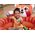 Ξηρή πισίνα κόκκινη PANDA με μπάλες 107x 94cm Bestway+50 μπάλες 52702