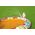 Bestway Basen dmuchany Żyrafa 266x157cm (53089)