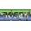 Δίσκος κοπής Bosch Bosch Standard για Inox, Rapido, 115x1mm κουτί (10 τεμάχια, WA 60 T BF)