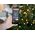 Lampki choinkowe Woox WOOX R5168 Smart Christmas LED Lighting String 20mtr - 230 Lumen