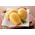 Νέο! Trebs snack maker 6σε1 κόκκινο 99356