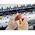 Toolcraft TO-6443502, Thermoplastic vulcanizate (TPV), Hex shank, 10 cm, 2.3 cm, 26 g