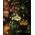 Sirius Home 37652, Fairy lights, Green, Glass, Ambience, Universal, Flexible