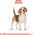 Royal Canin Beagle Adult karma sucha dla psów dorosłych rasy beagle 3 kg