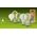 OSRAM 4099854255168 LED (RGB)-λάμπα EEK A (A - G) E14 Σχήμα αχλαδιού 2.2 W = 40 W Θερμό λευκό (Ø x H) 45 mm x 45 mm 1 τεμ