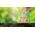 OSRAM 4099854255168 LED (RGB)-λάμπα EEK A (A - G) E14 Σχήμα αχλαδιού 2.2 W = 40 W Θερμό λευκό (Ø x H) 45 mm x 45 mm 1 τεμ