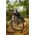 Ελαστικό ποδηλάτου MTB downhill MICHELIN 27.5X2.40 (μέγεθος ETRTO 61-584) DH22 (TPI 4X55) PREMIUM RACING LINE χωρίς σαμπρέλα Sidewall BLACK