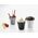 FROISSES kubek Havana 180ml