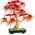 Botanicals Klon palmowy bonsai (10348)