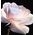 Christian Dior, Prestige La Micro-Huile De Rose, Repairing, Serum, For Face, 75 ml For Women