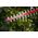 ΚΟΠΤΗΣ ΦΡΑΧΤΩΝ 55CM 20V 2.0AH GH1E0440AA