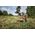 Chainsaw HUSQVARNA 450 II 325