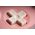 8BitDo Ultimate 2C Wired Pad Peach /PC