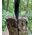 Davaon Pro 46cm Log Splitting Axe