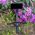 Μπαστούνι selfie-tripod Forever SST-100 Bluetooth