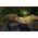 Table LED lamp GLOBO SOLAR, solar powered, IP44, 500lm, 3000K, anthracite