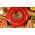 Piec do pizzy Fun Pizza&Co Mamma Mia Vista Cecotec średnica 32 cm Czerwony