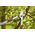 Ψαλίδι κλαδέματος GARDENA TeleCut Basic 12020-20