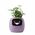 PlantsIO Κισσός Fioletowa