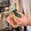 Bosch Otwieracz do butelek Hand tool