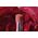 Christian Dior, Dior Rouge, Jojoba, Κραγιόν Κρέμας, 558, Grace, 3.2 g Για Γυναίκες