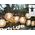 GIRLANDA OGRODOWA PARTY LIGHT 20LED