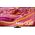 Televizorius Samsung QN90 QE98QN90FATXXH Mini LED 2025m. modelis