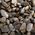 Gravel British Brown, �wirek, do akwarium,  4-8 mm, 10 kg