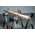 Metabo Metabo Sawhorse-Set MAB 82
