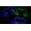 AMEWI Fight Star Battle Drone Set RTF red & blue