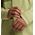 Kurtka membranowa Haglofs Koyal Proof Jacket - thyme green/olive green
