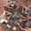 I Am Owl 300 pcs Puzzle